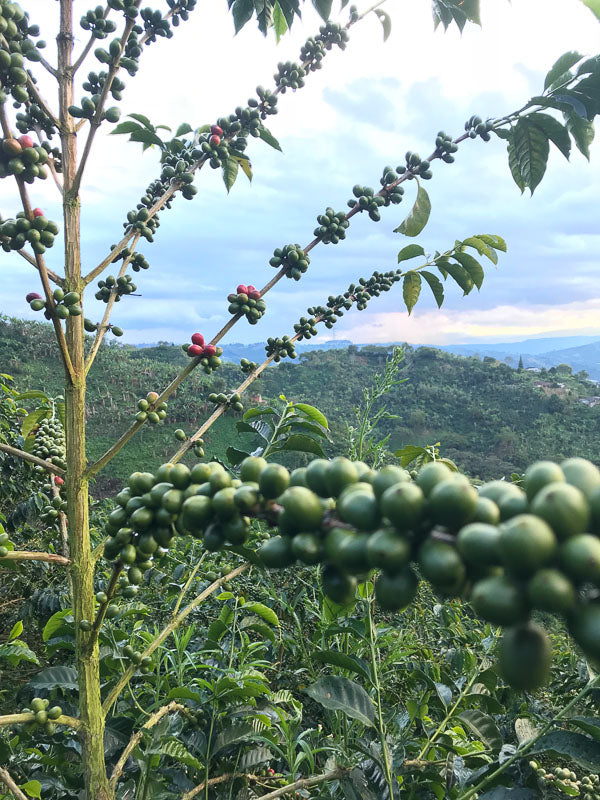 Rare &amp; Exotic: Colombia - San Jose Heirloom