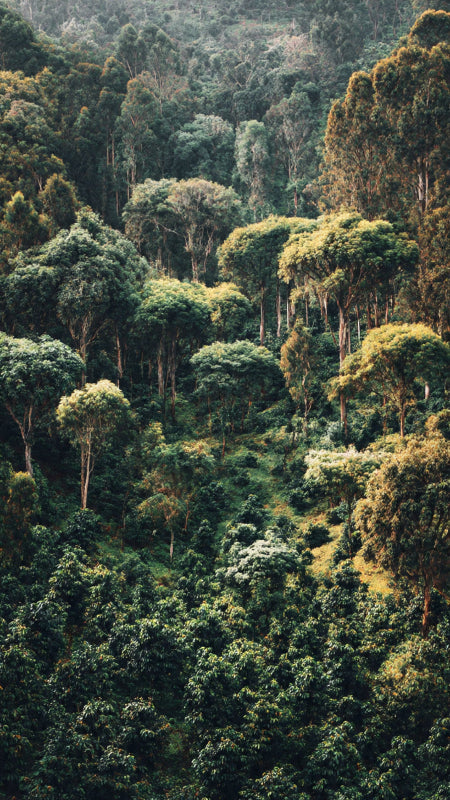 Dense Ethiopian Coffee Forest Heirloom Landrace Varietals 