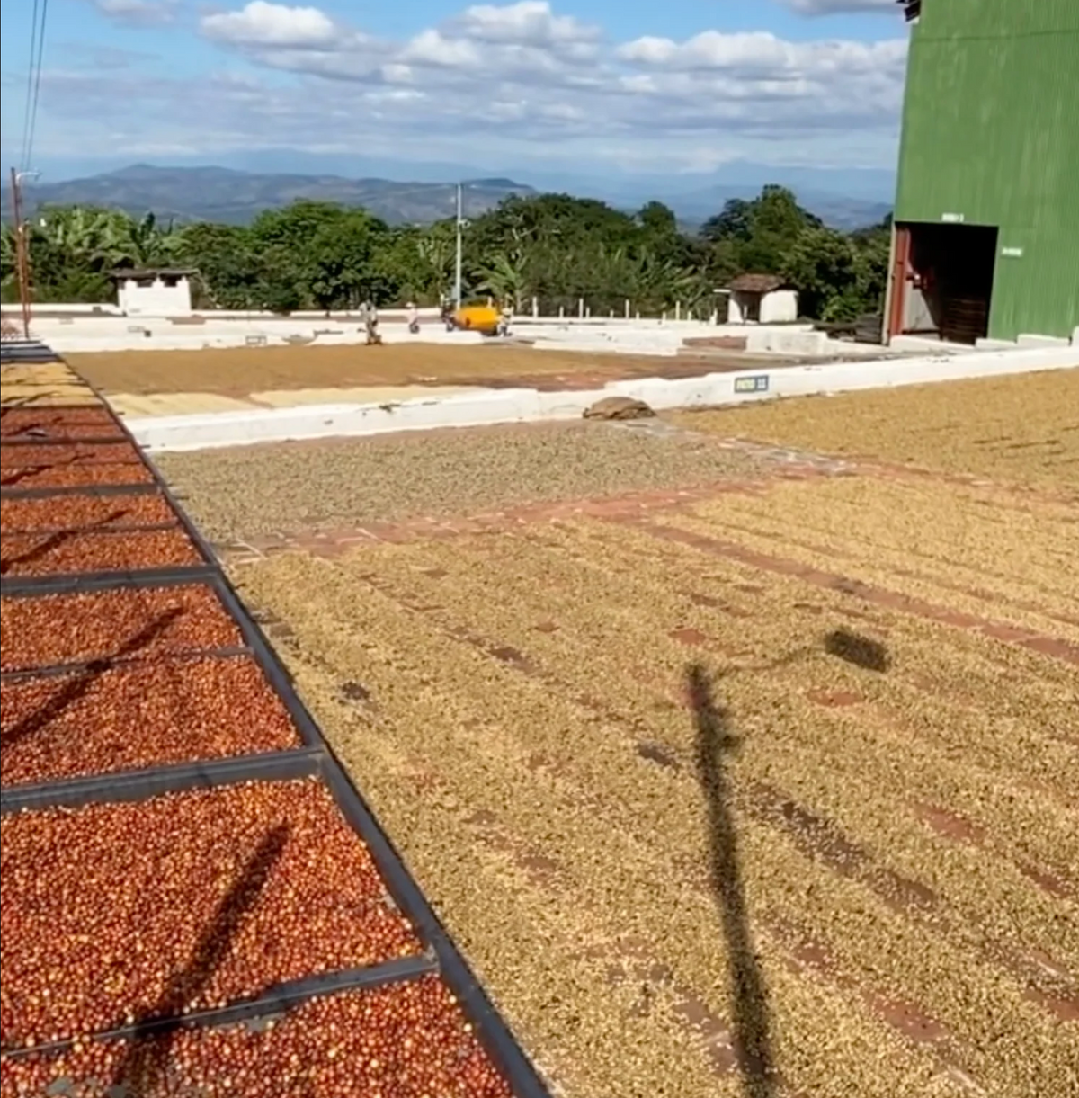 El Salvador Jasal Orange Geisha Anaerobic Natural