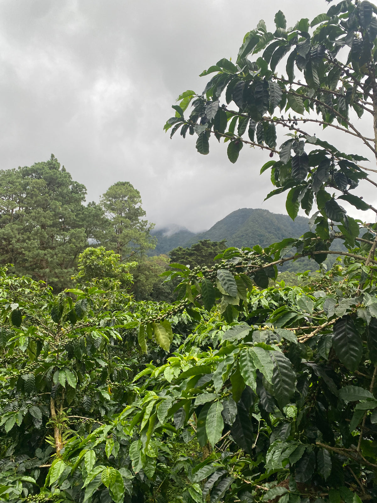 Auromar Estates Panama Geisha: Firestone Washed BOP AUCTION 1st PLACE 2022